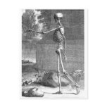 Vintage anatomy drawing, side view, skeleton post cards