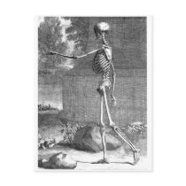 Vintage anatomy drawing, side view, skeleton post cards