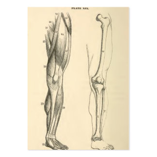 essay on bones and muscles essay on bones and muscles