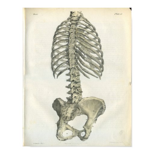 vintage anatomy of posterior spine posters zazzle vintage anatomy of posterior spine posters zazzle