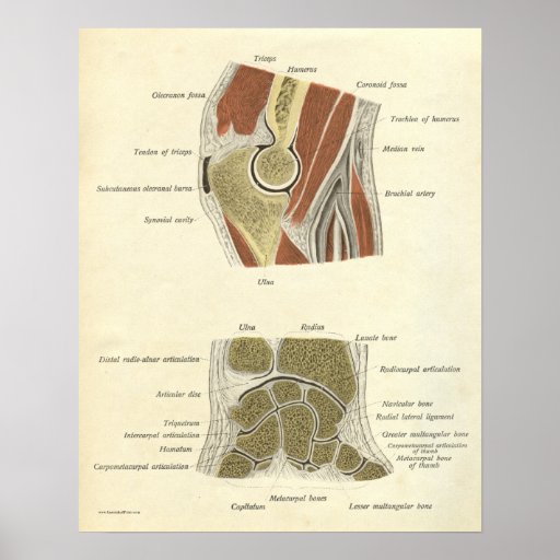 Vintage Anatomy Print Bones Elbow Wrist Joints | Zazzle