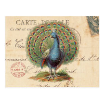Vintage antique peacock postcard