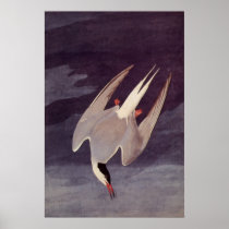 Vintage Arctic Tern, by John Audubon, 1833 Print