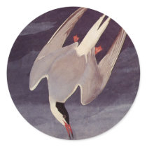 Vintage Arctic Tern, by John Audubon, 1833 Sticker