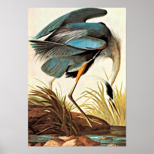 Vintage Audubon Poster | Zazzle