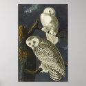 Vintage Audubon Snowy Owl Poster Print