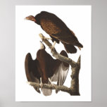 Audubon's Turkey Vulture Poster Print