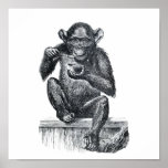 Vintage Baby Chimpanzee Drawing Poster