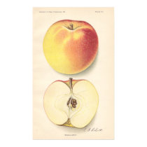 Vintage Banana Apple Poster posters