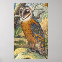 Vintage Barn Owl Painting Print