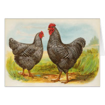 Vintage Barred Plymouth Rock Chickens Card