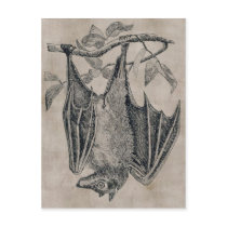 Vintage Bat Postcard