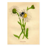 Vintage Bee and Daisy Post Card