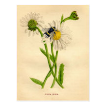 Vintage Bee and Daisy Post Card