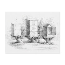 Vintage Bee Boxes Honey Post Card