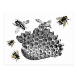 Vintage Bees Post Cards