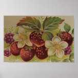 Vintage Berries Posters
