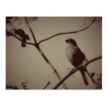 Vintage Bird in Tree Post Cards