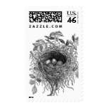 Vintage Bird Nest Illustration