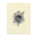Vintage Bird Nest Illustration postcards