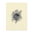 postcard - Vintage illustration of a birds Nest