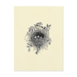 Vintage Bird Nest Illustration
