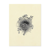 Vintage Bird Nest Illustration postcards by mosswood Vintage Bird Nest Illustration postcards