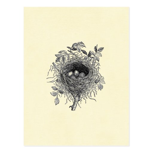 Vintage Bird Nest Illustration Postcard