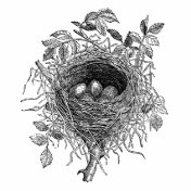 Vintage Bird Nest Illustration