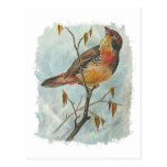 Vintage Bird Post Cards