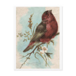 Vintage Bird Print Post Cards