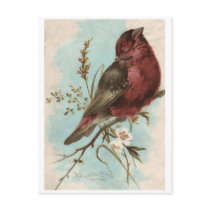 Vintage Bird Print Post Cards