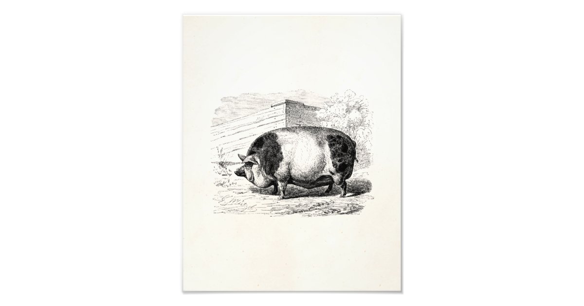 Vintage Black White Spotted Pig Swine Pigs Antique Photo Print | Zazzle
