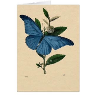 Vintage Blau Schmetterling, Happy Birthday Cards