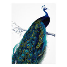 Vintage Blue Elegant Colorful Peacock Invitation