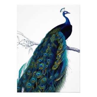 Vintage Blue Elegant Colorful Peacock Invitation