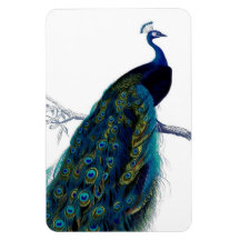 Vintage Blue Elegant Colorful Peacock Flexible Magnets