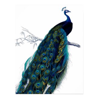 Vintage Blue Elegant Colorful Peacock Print