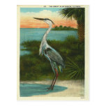 Vintage Blue Heron Florida Postcard