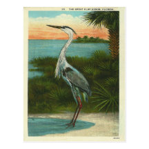 Vintage Blue Heron Florida Postcard