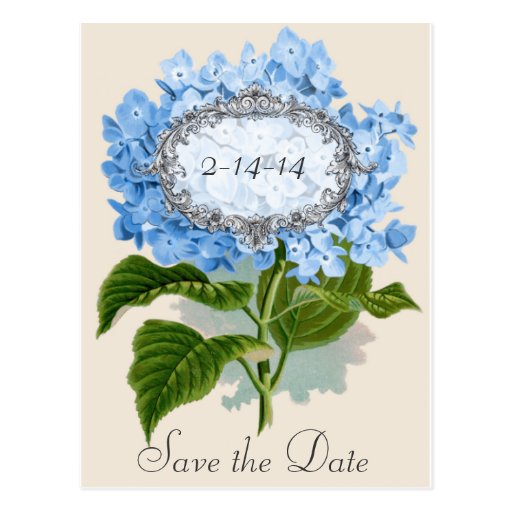 Vintage Blue Hydrangea Frame Save the Date Card Postcards