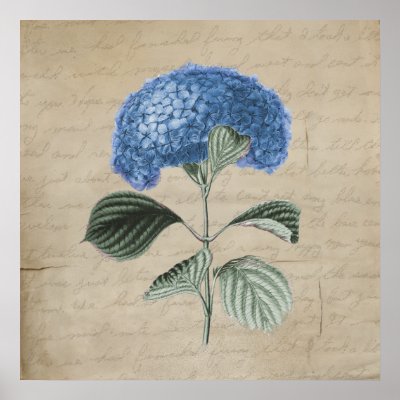 Vintage blue hydrangea flower on antique paper background with faded 