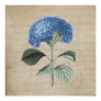 women woman, hydrangea, floral, vintage,