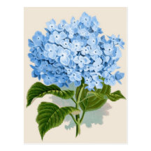 Vintage Blue Hydrangea Post Cards