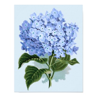 Vintage Blue Hydrangea Poster