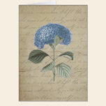 Vintage Blue Hydrangea with Antique Calligraphy cards