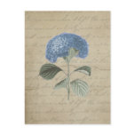 women woman, hydrangea, floral, vintage,