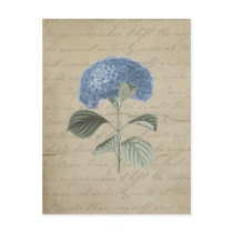 Vintage Blue Hydrangea with Antique Calligraphy Postcard