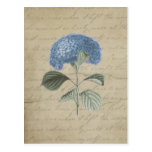Vintage Blue Hydrangea with Antique Calligraphy Postcard