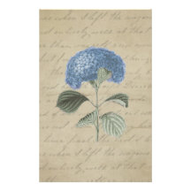 Vintage Blue Hydrangea with Antique Calligraphy Stationery